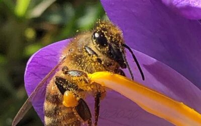 La Ruota Internazionale e le api
